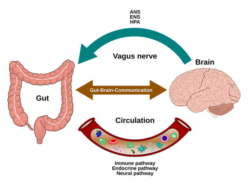 The 2026 Gut-Brain Axis Revolution: Top 5 Herbal Tinctures for Mental Clarity and Stress Relief