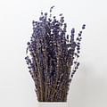 dried lavender flowers