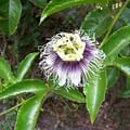 dried passionflower