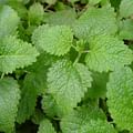 fresh lemon balm leaves