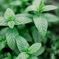 fresh mint leaves