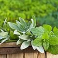 Lemon Balm herb
