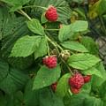 Red Raspberry Leaf herb