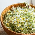dried chamomile flowers