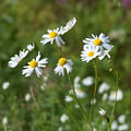 chamomile flowers