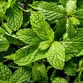 fresh mint leaves