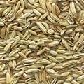 dried fennel seeds