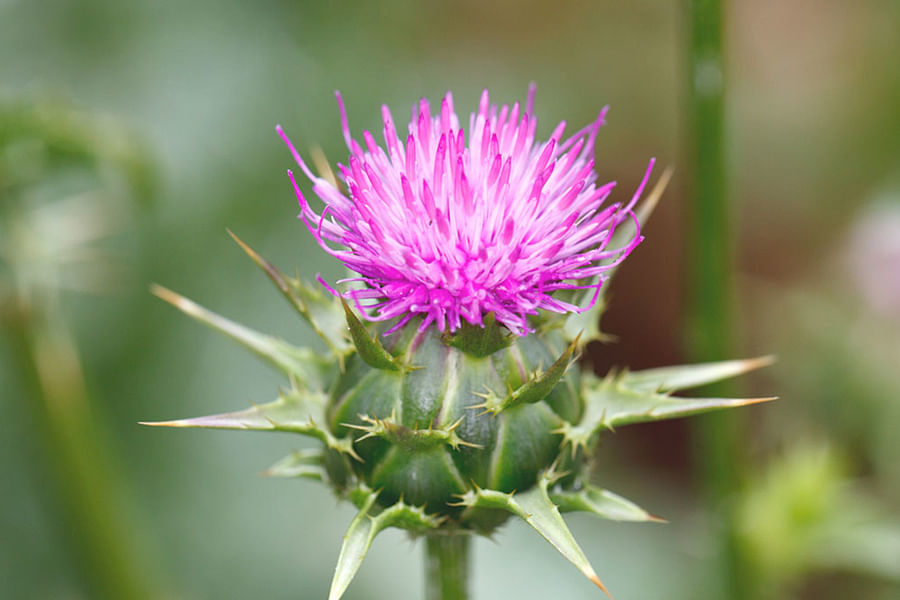 Milk Thistle herb benefits