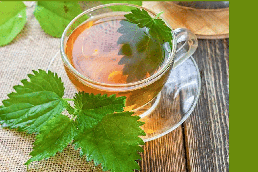 Nettle herb benefits