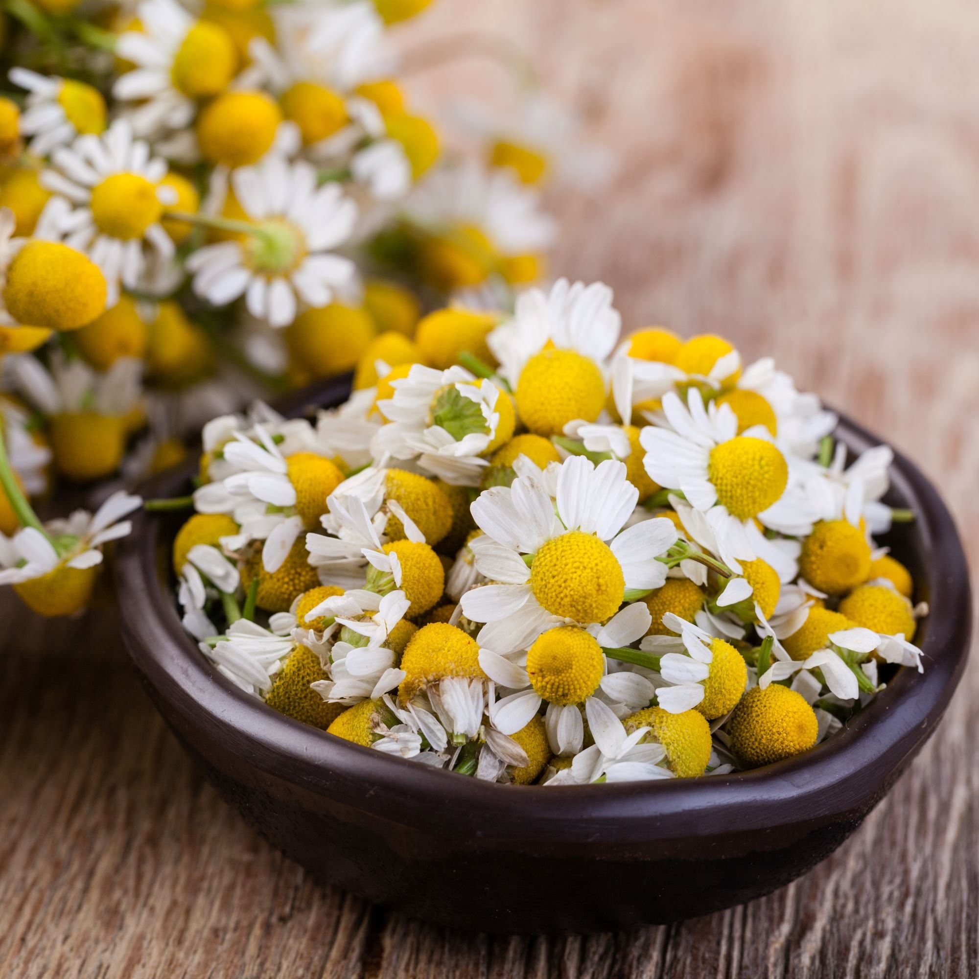 Chamomile flowers