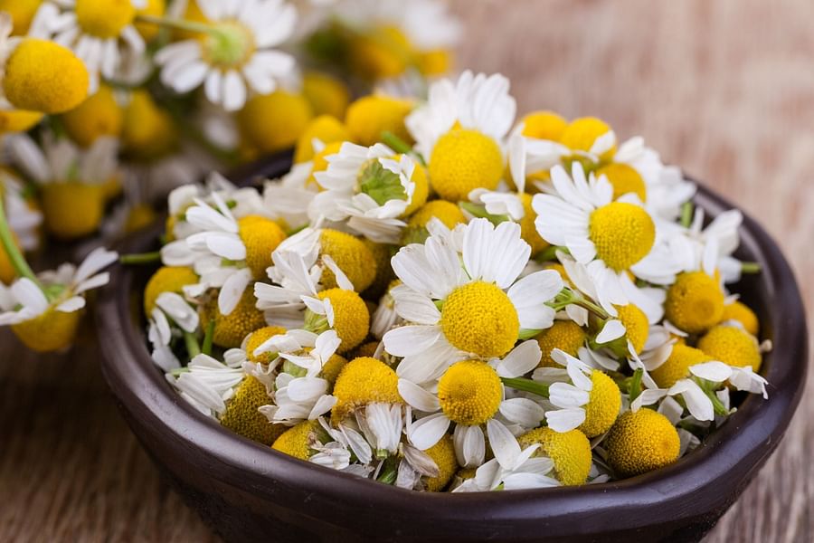 Chamomile flowers