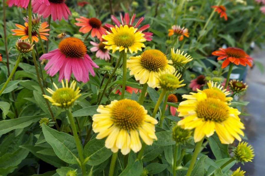 Echinacea plant