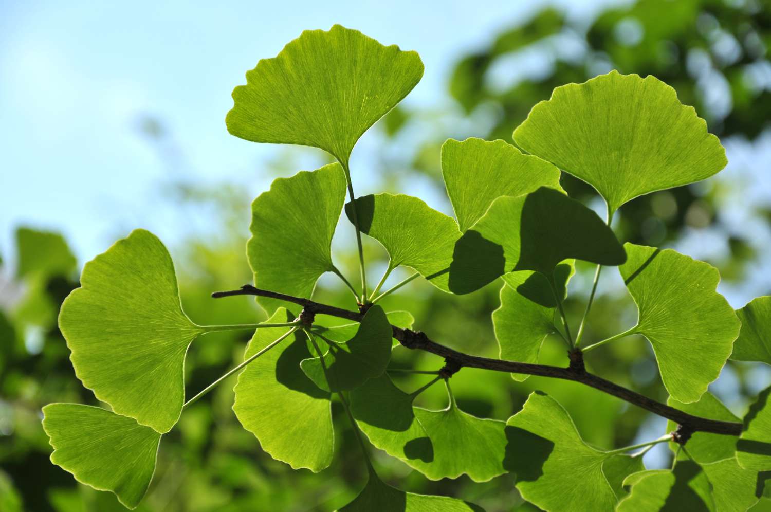 Ginkgo Biloba leaves
