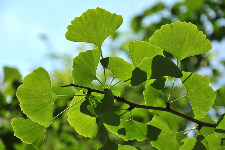 Ginkgo Biloba leaves