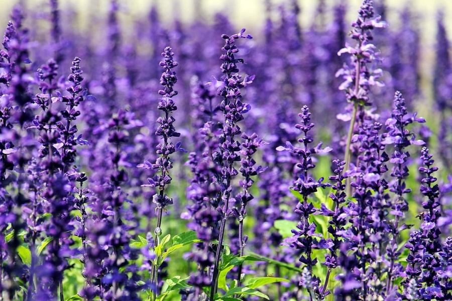 Lavender flowers