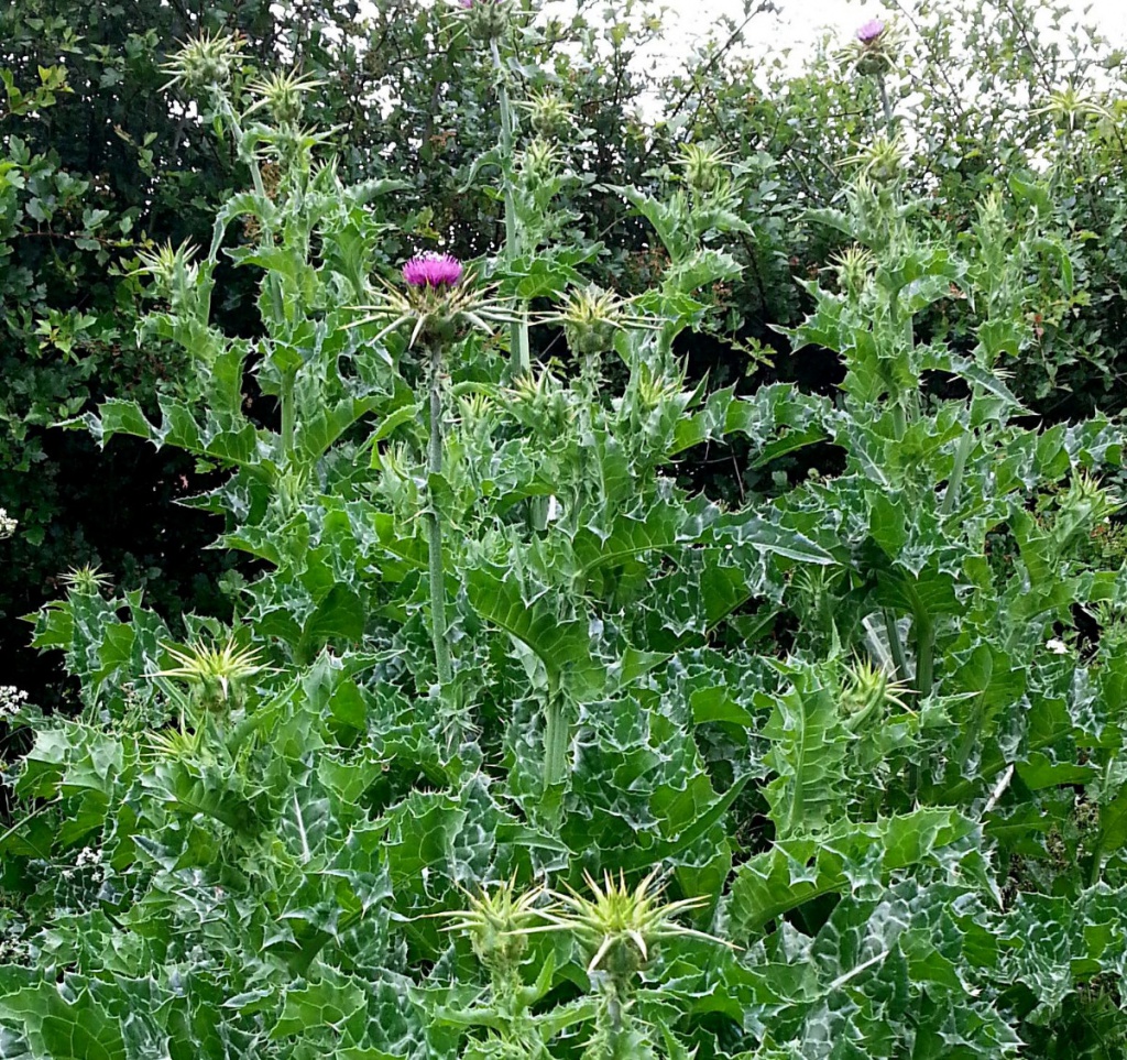 Milk Thistle plant