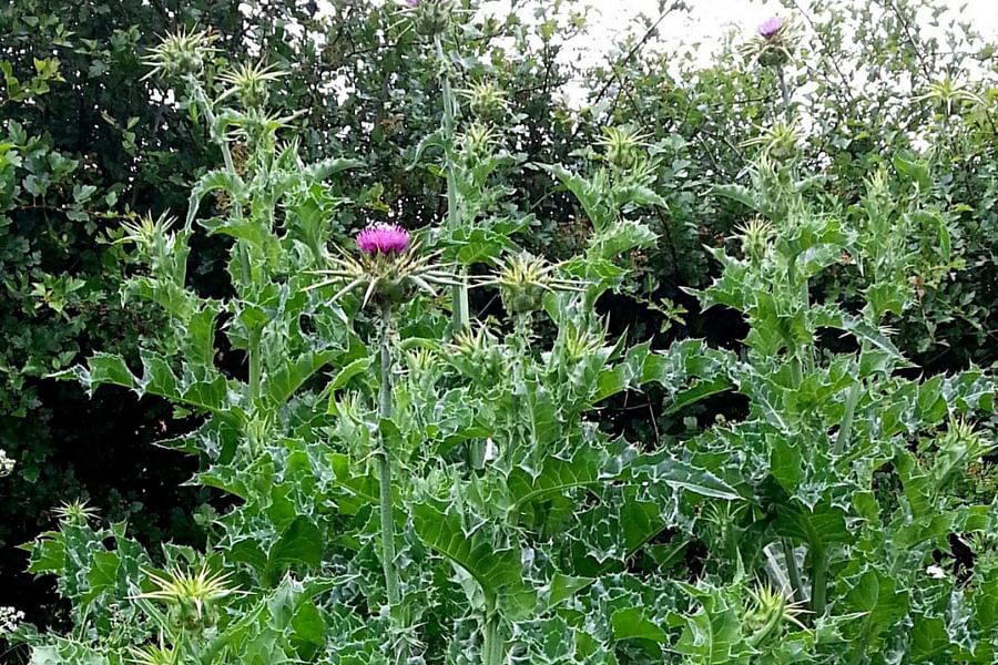 Milk Thistle plant