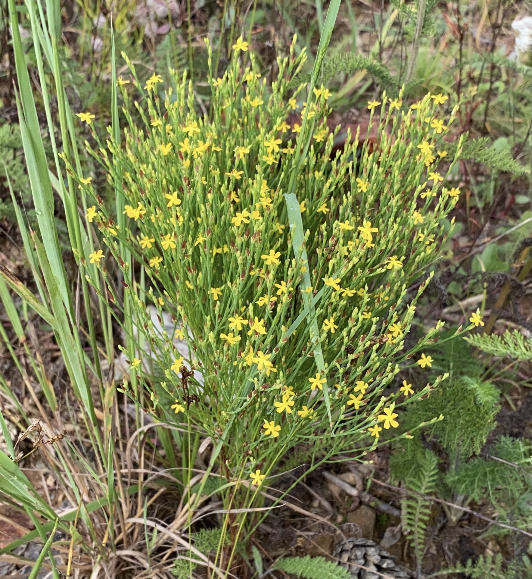 St. John's Wort flowers