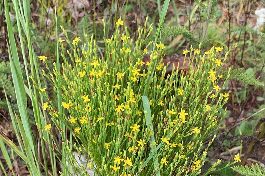 St. John's Wort flowers