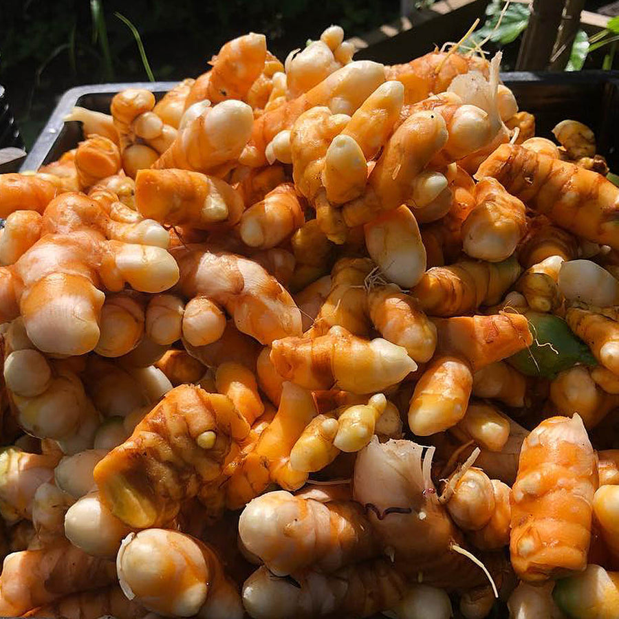 Turmeric root