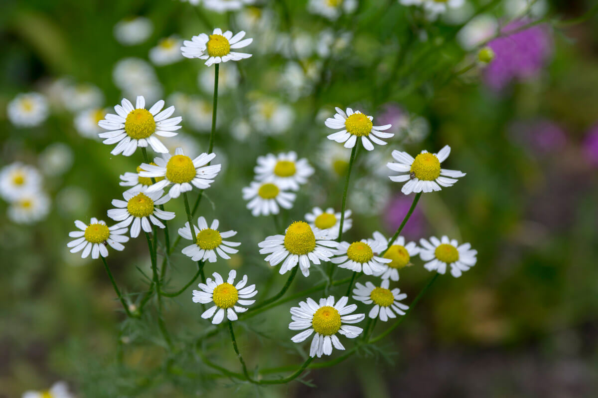Chamomile flowers