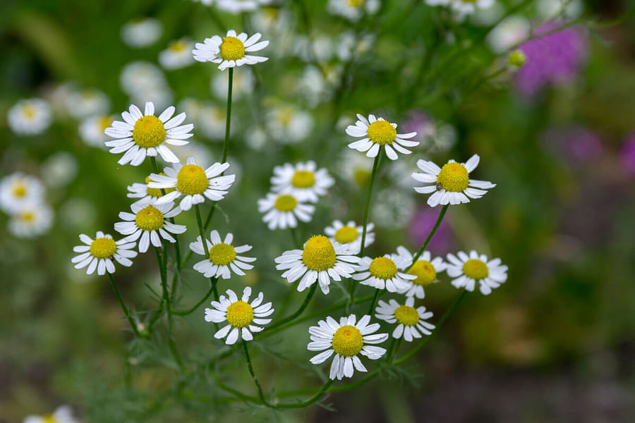 Chamomile flowers
