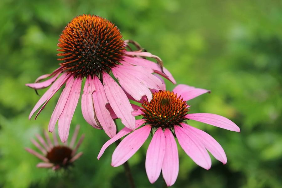 Echinacea plant