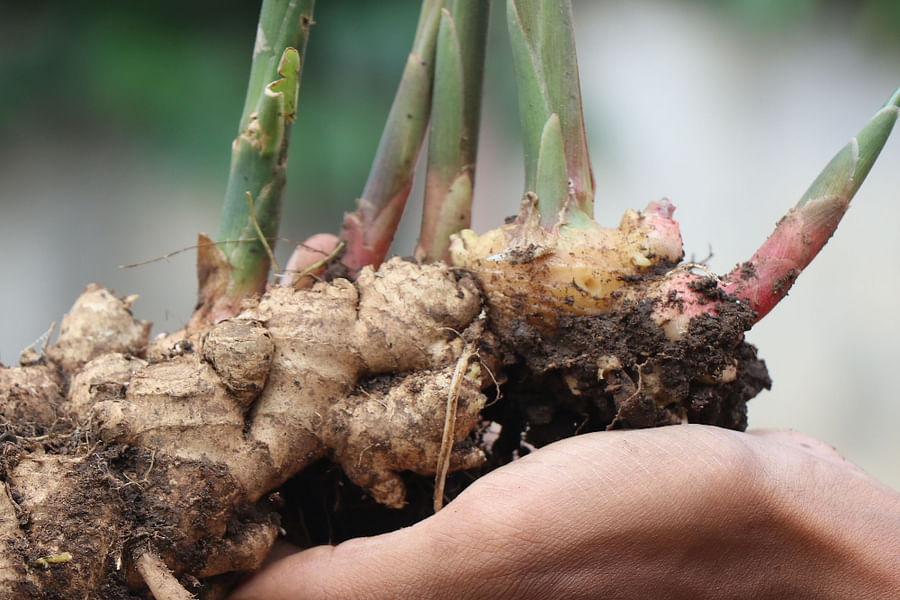 Ginger root