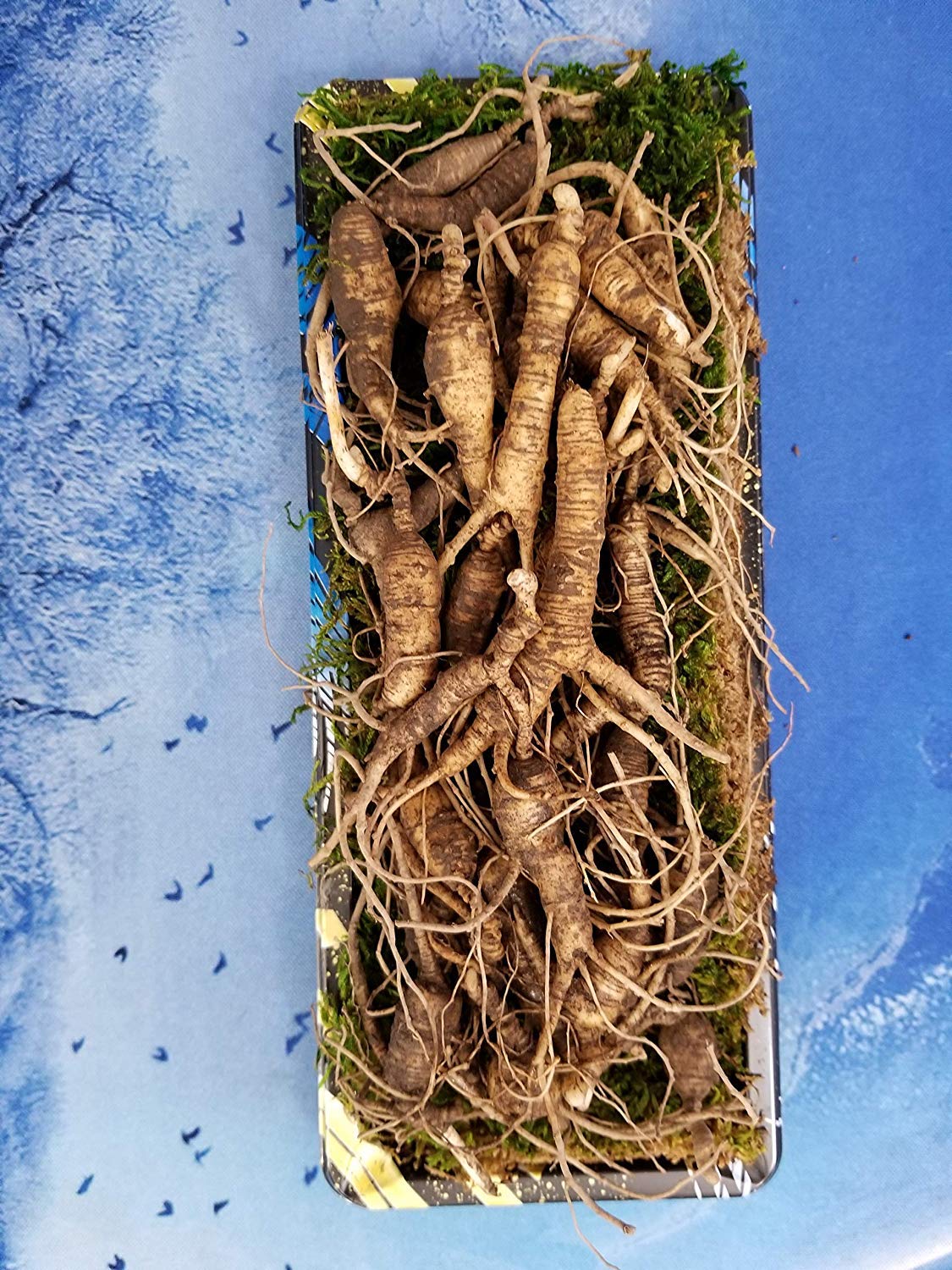 Ginseng root