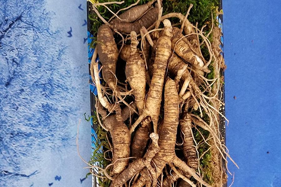 Ginseng root
