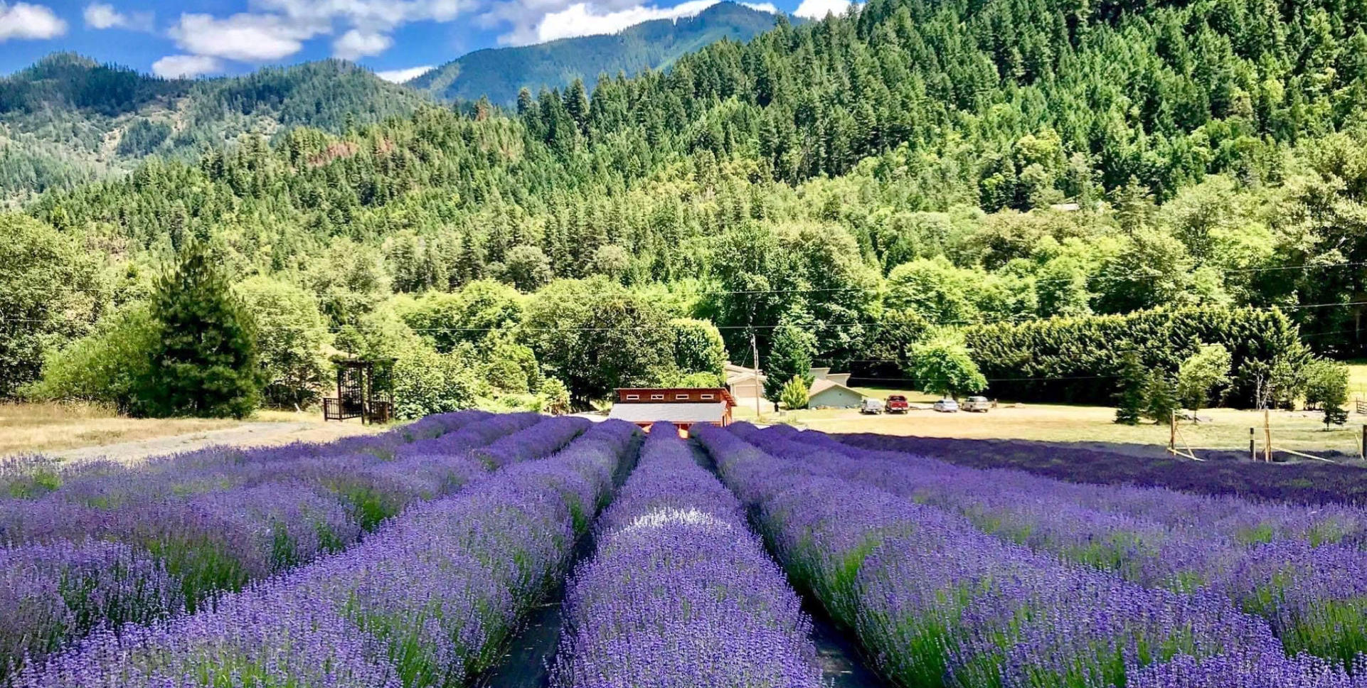 Lavender fields