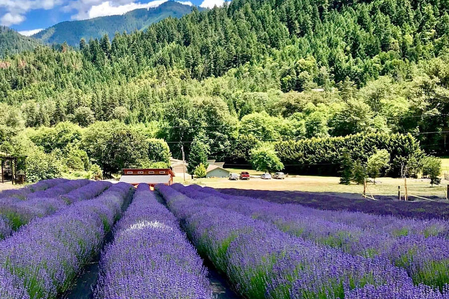 Lavender fields