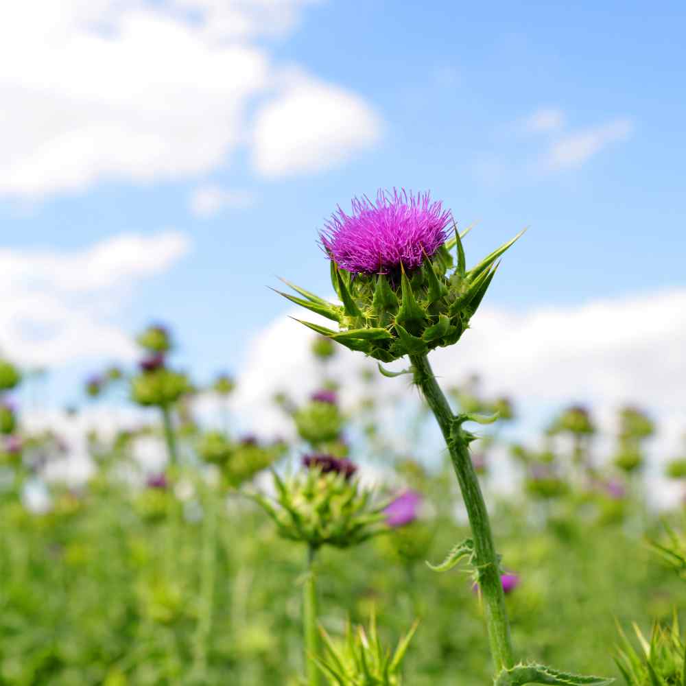 Milk Thistle plant
