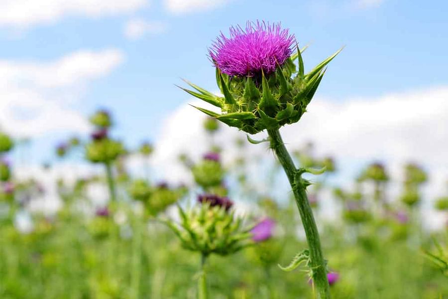 Milk Thistle plant
