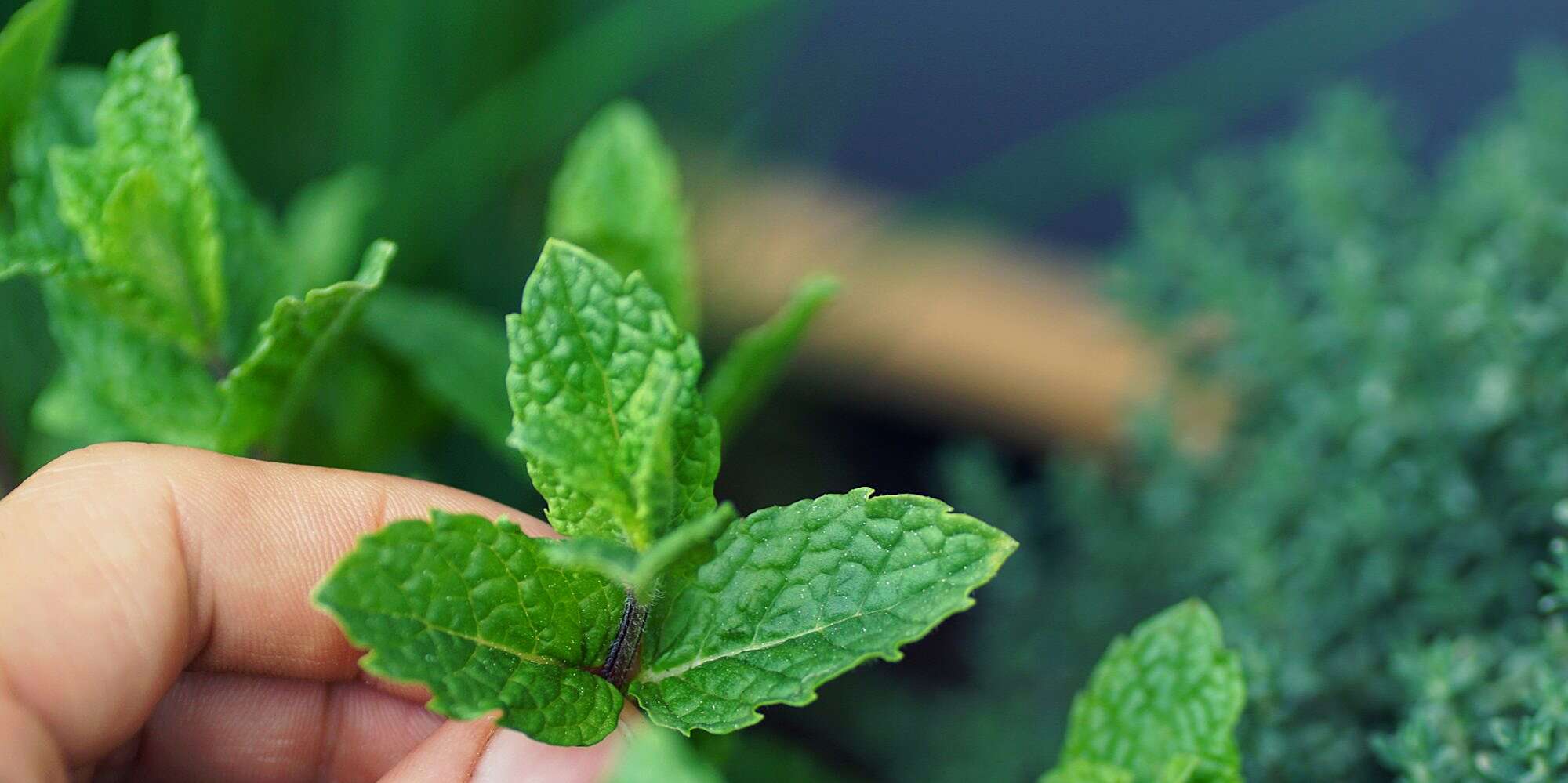 Peppermint leaves