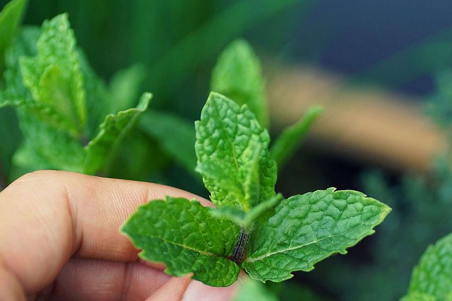 Peppermint leaves
