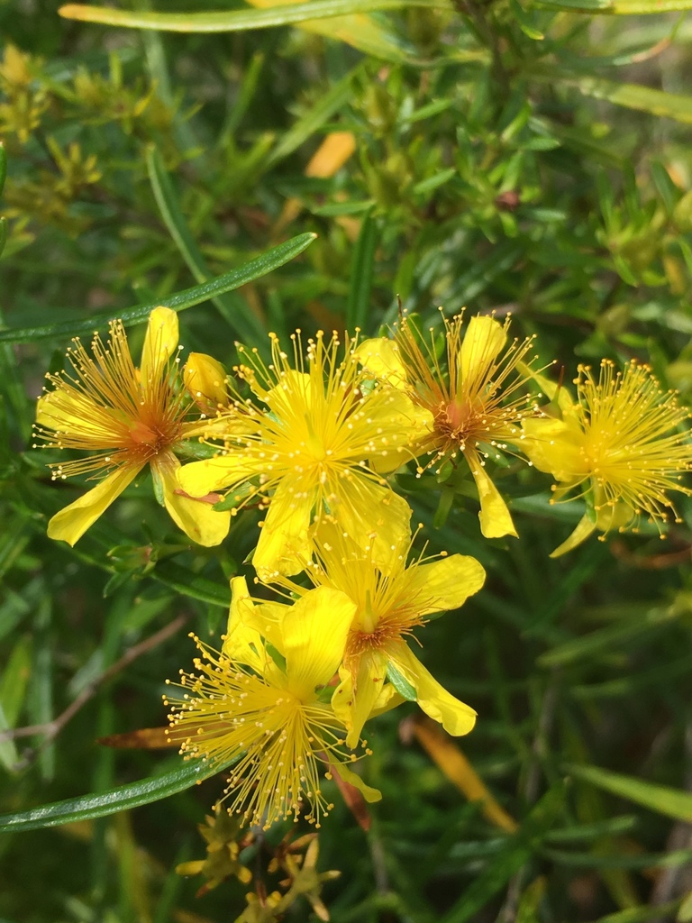 St. John's Wort flowers