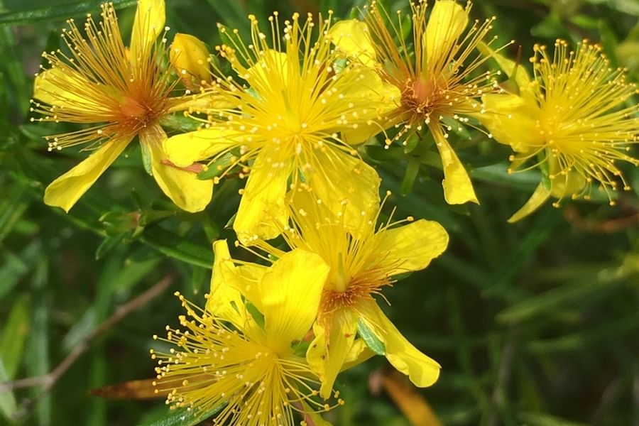 St. John's Wort flowers