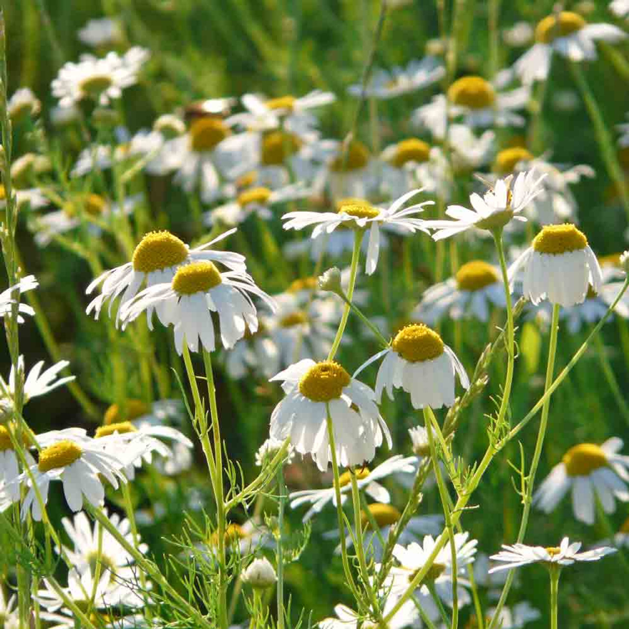 Chamomile flowers in bloom