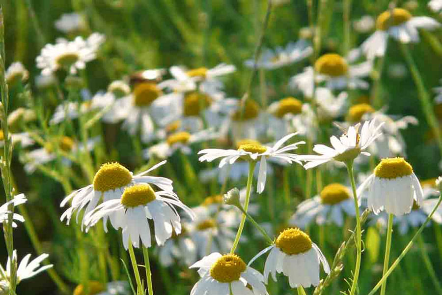 Chamomile flowers in bloom