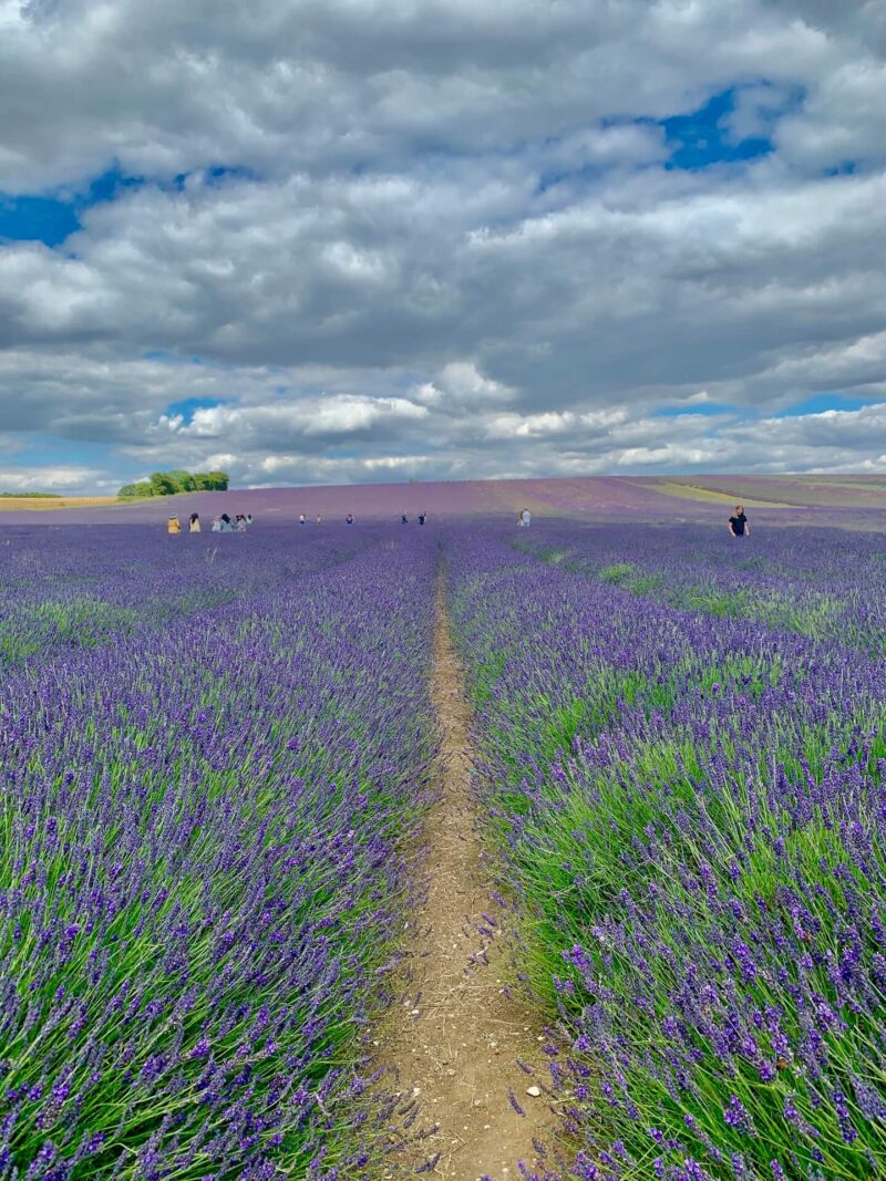 lavender fields