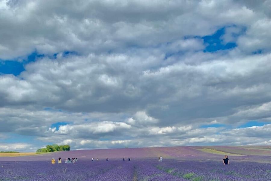 lavender fields