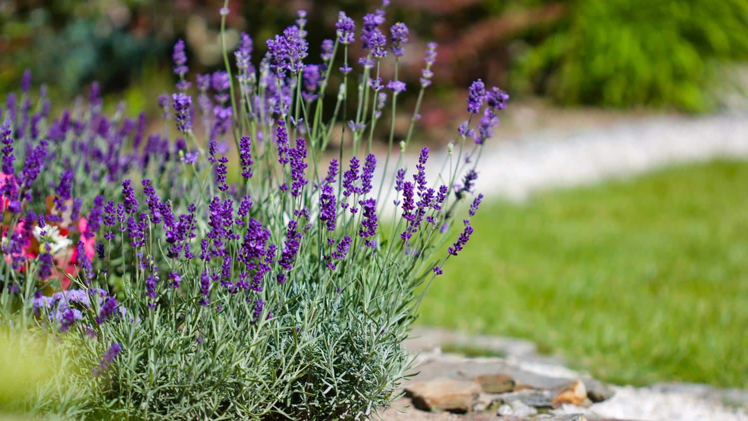 Lavender plant in garden
