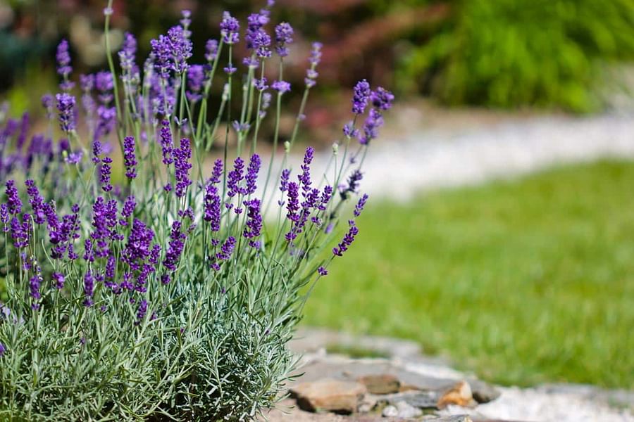 Lavender plant in garden