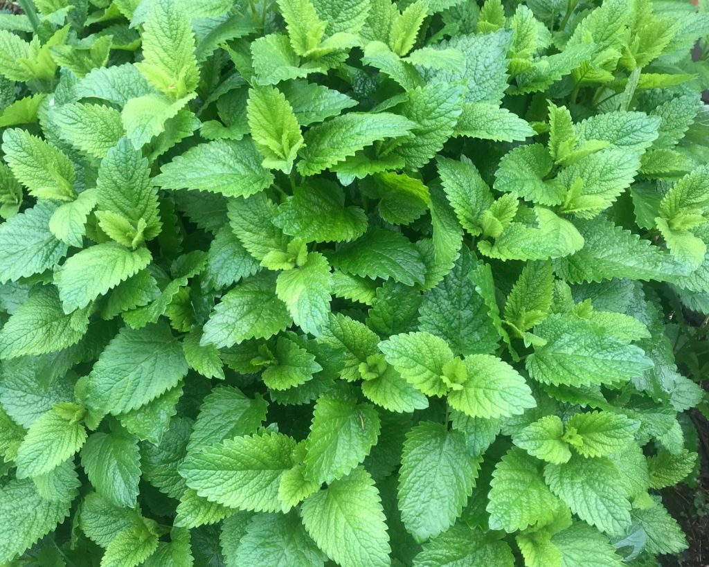lemon balm leaves