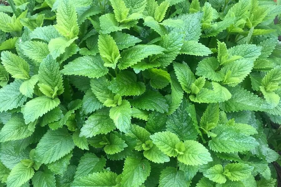 lemon balm leaves