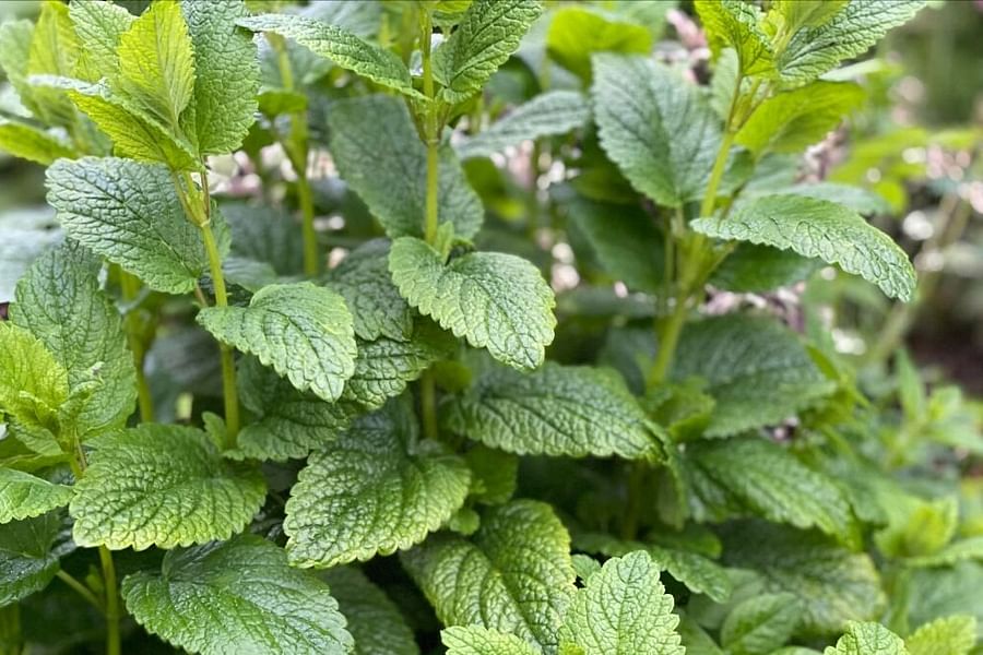 Lemon Balm plant