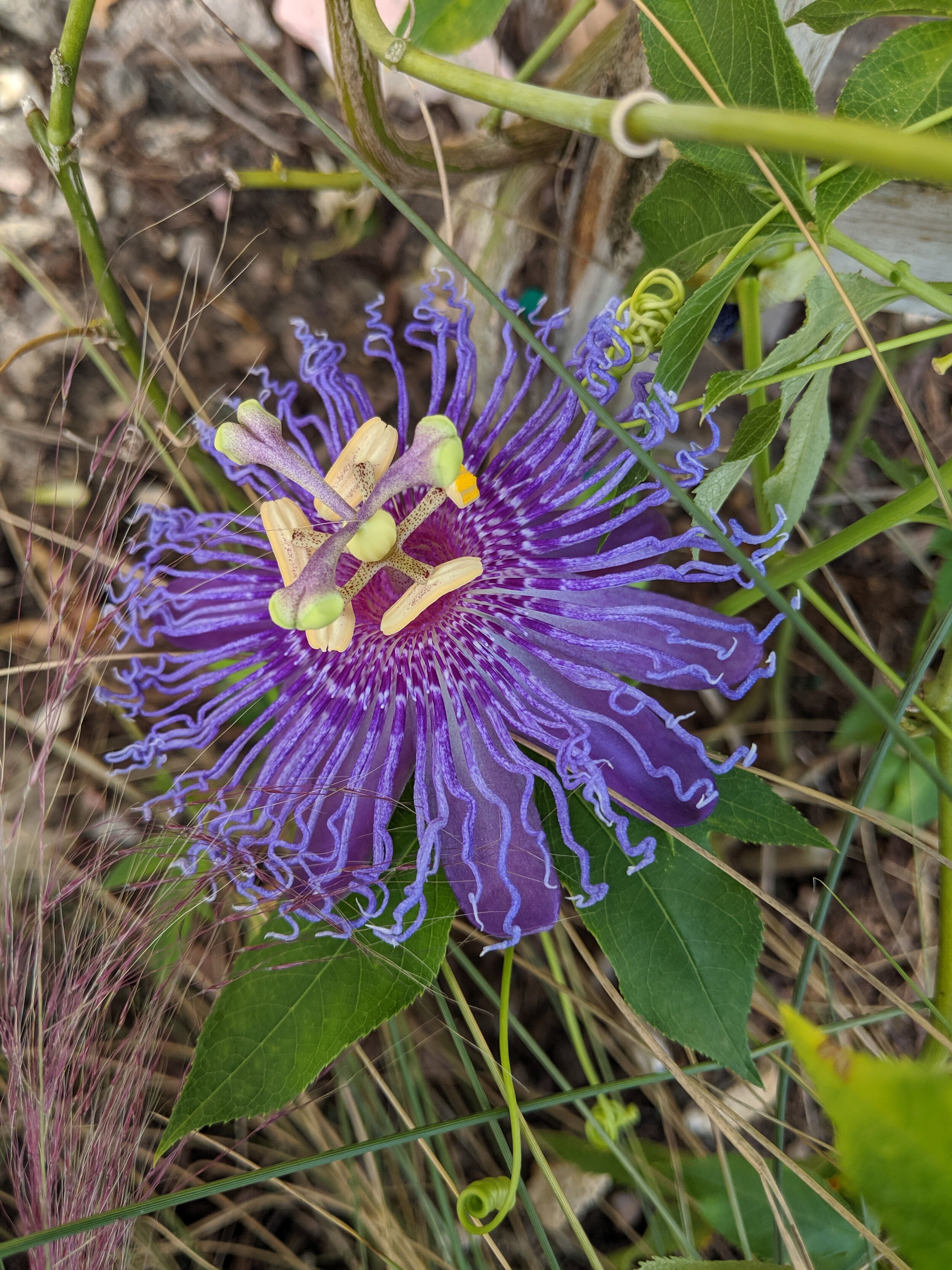 passionflower vine