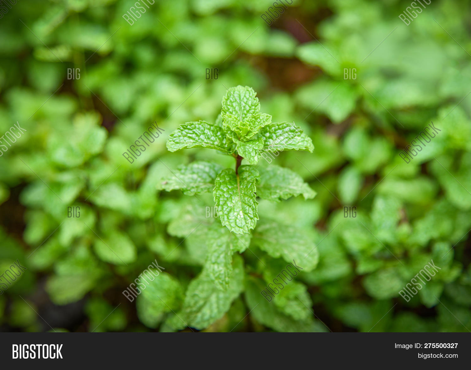 Peppermint leaves in garden