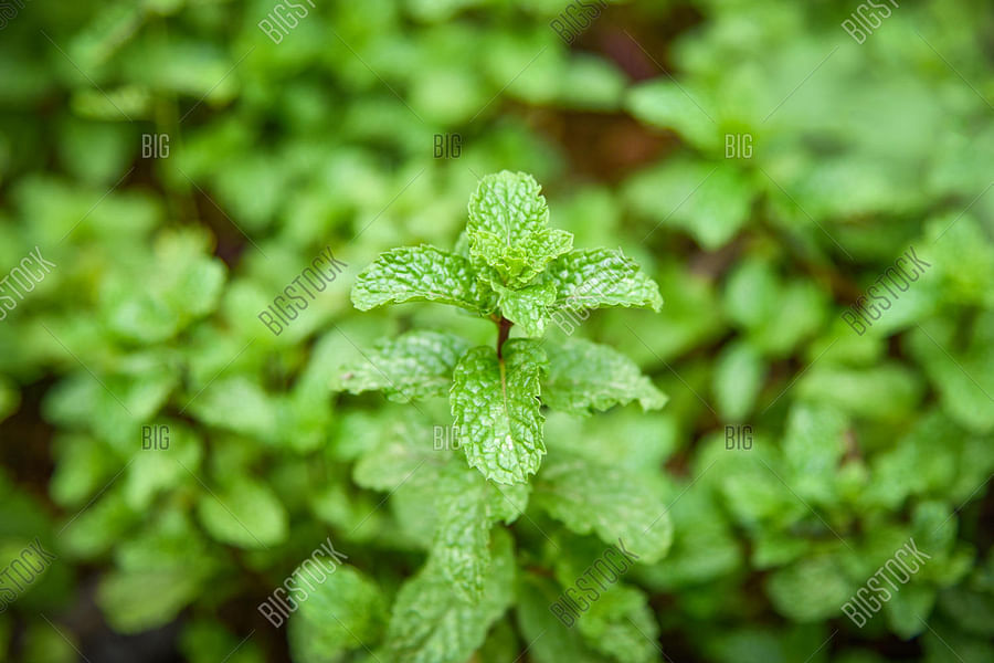 Peppermint leaves in garden